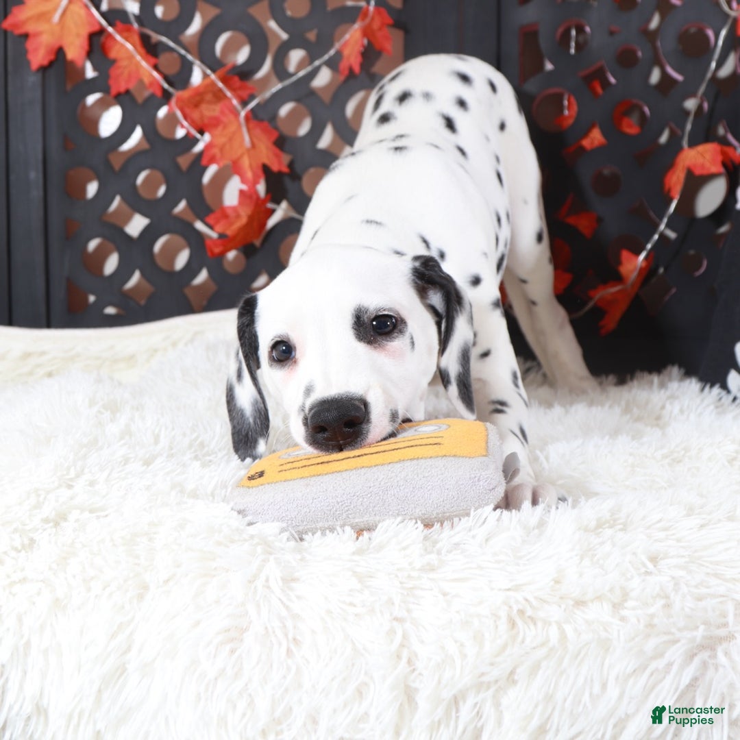 Dalmatian dogs for sale: Daisy - Ad 2