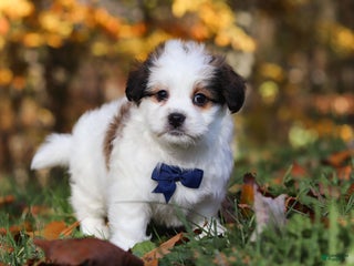 Teddy Bear dogs - Ad 40