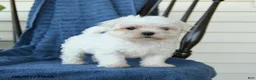 Maltese dogs for sale: Sharla - Ad 4