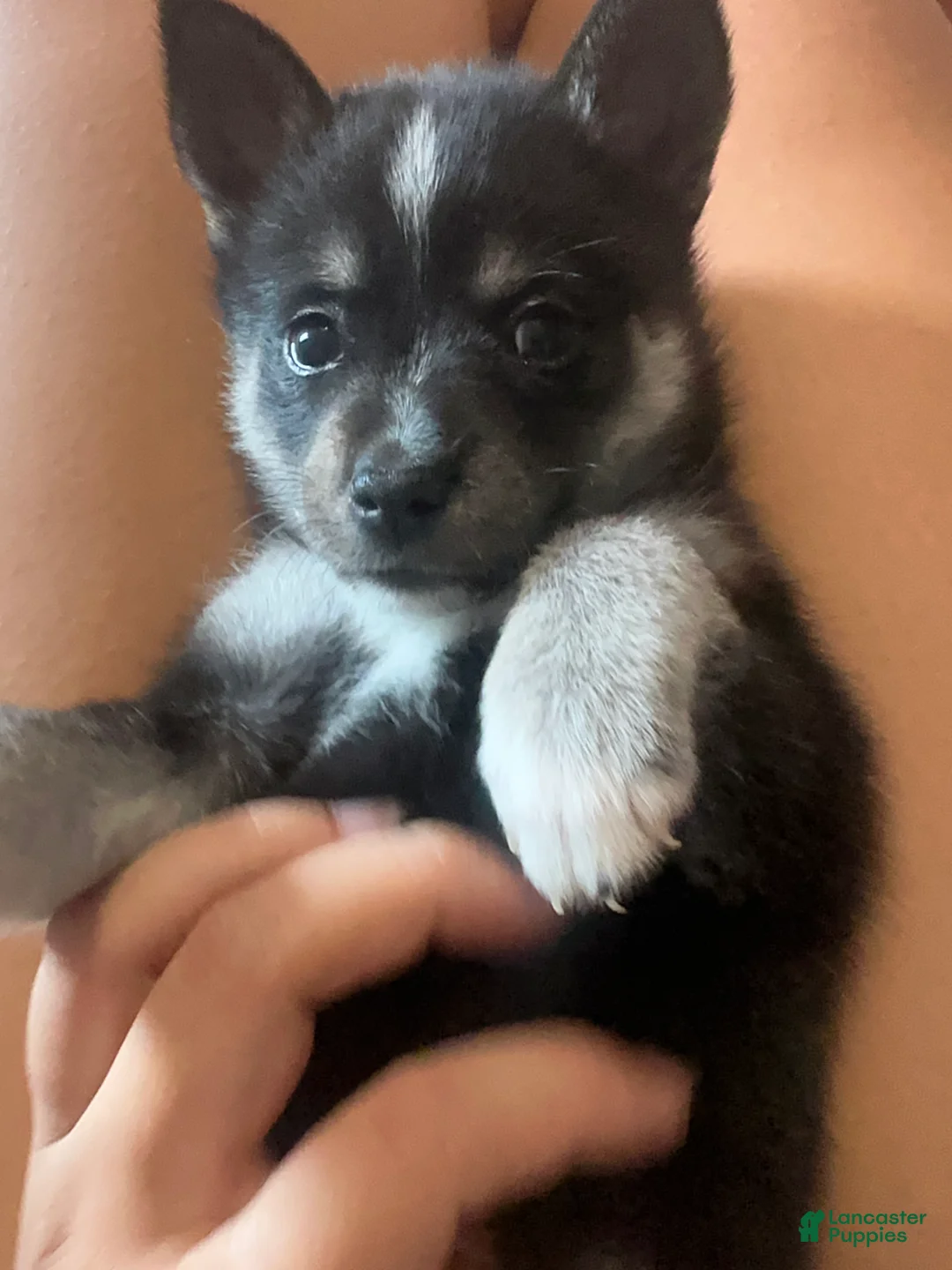 Pomsky dogs for sale: Pomsky 1 - Ad 2