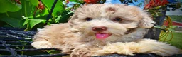 Havapoo dogs for sale: Espresso - Ad 3