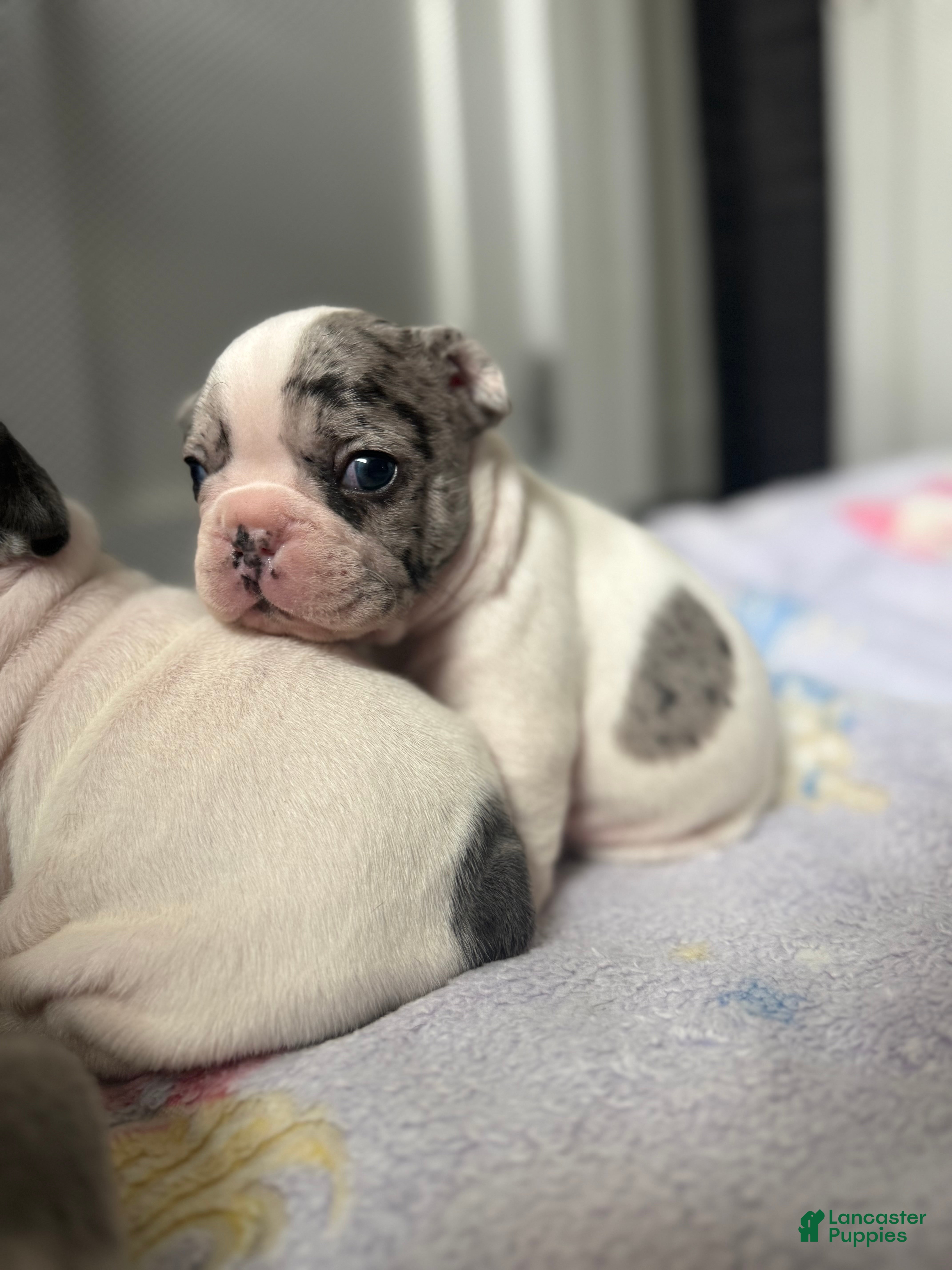 French Bulldog dogs Motlo - Ad 1