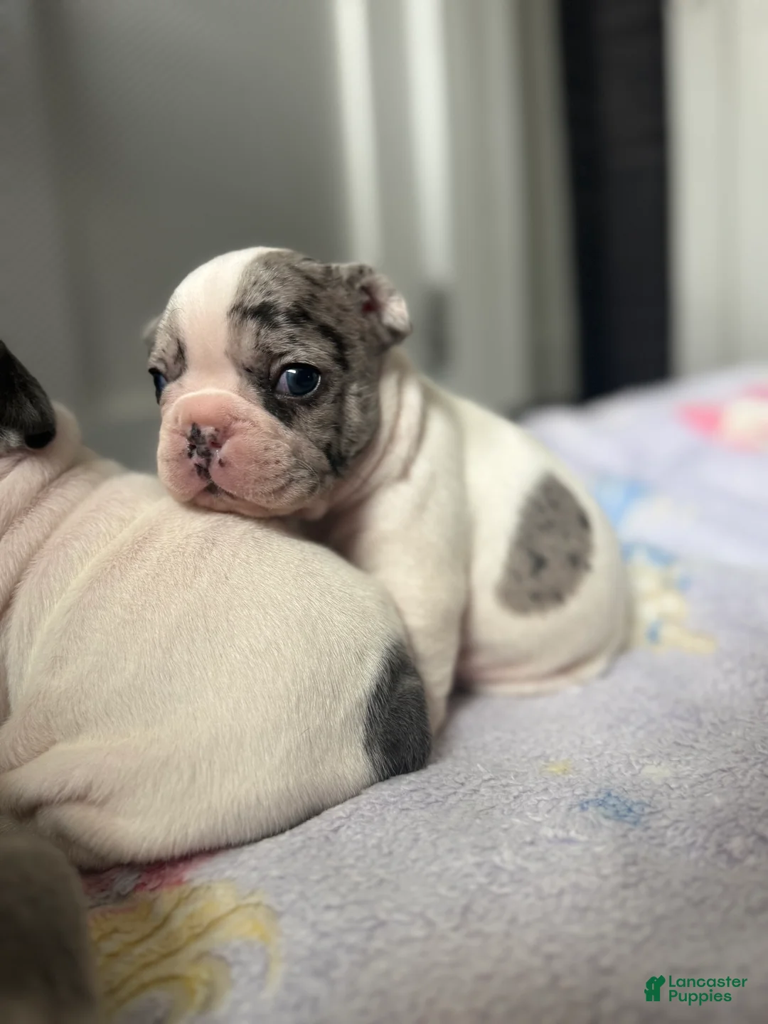 French Bulldog dogs for sale: Motlo - Ad 1