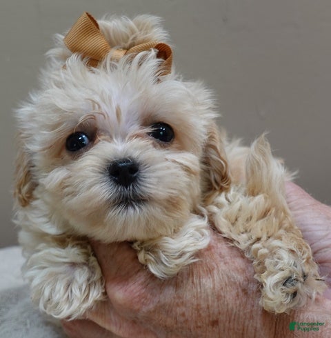 Maltipoo dogs special needs - Ad 7