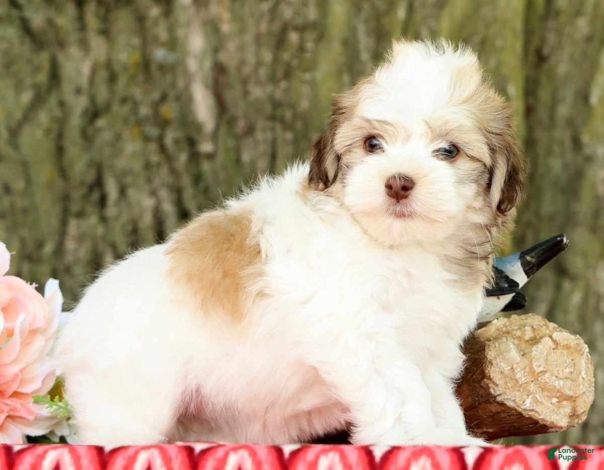 Havanese dogs for sale: Leeda - Ad 4