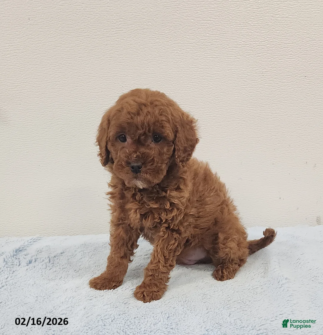 Mini Goldendoodle dogs for sale: Rambo - Ad 11