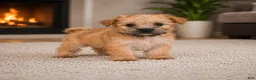 Morkie dogs for sale: Bella - Ad 3
