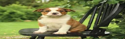 Mixed Breed dogs for sale: Harrison - Ad 1