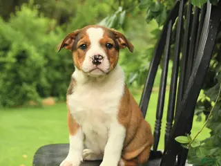 Mixed Breed dogs for sale: Harrison - Ad 4