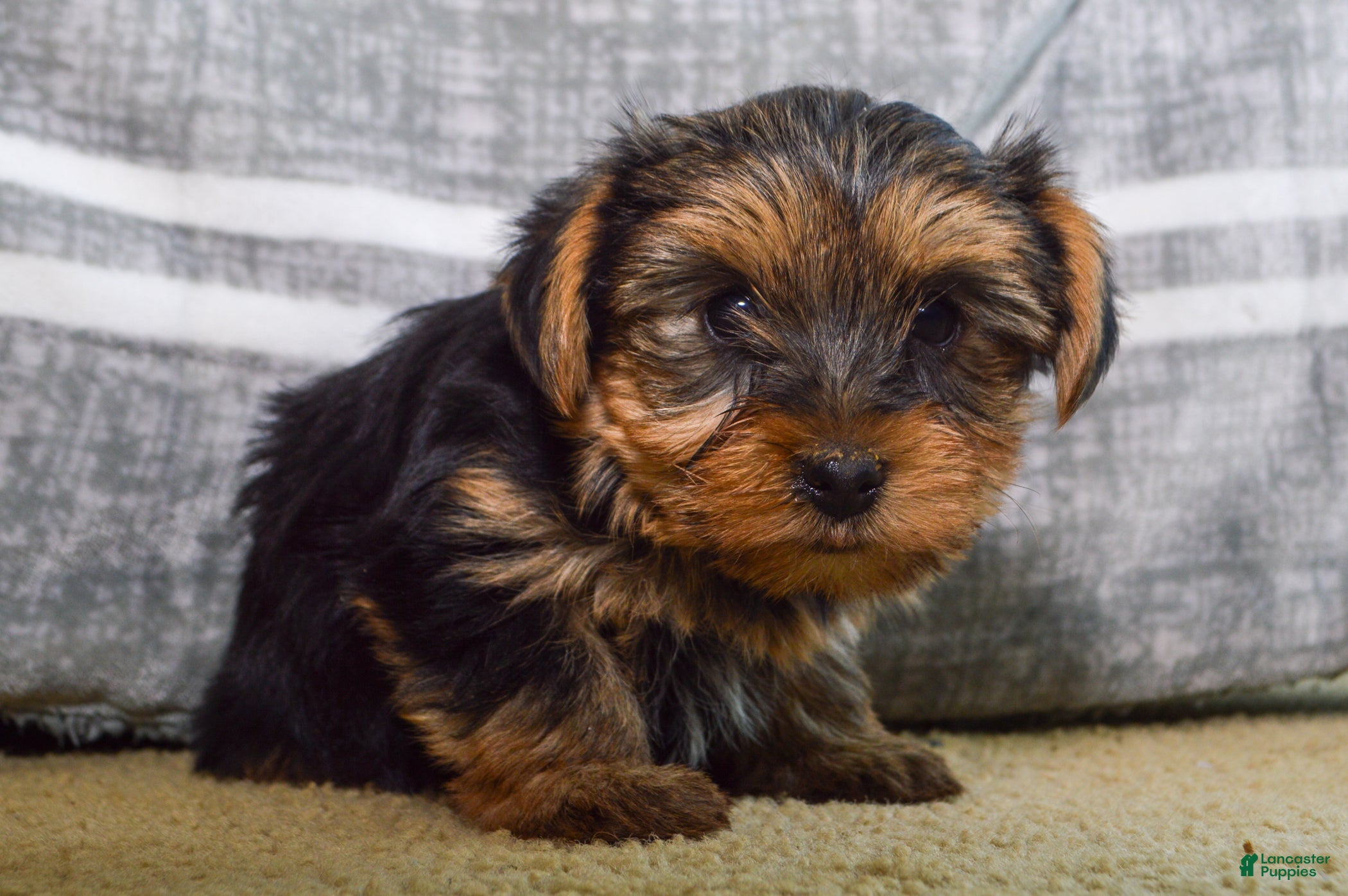 Yorkshire Terrier dogs Jeff - Ad 2