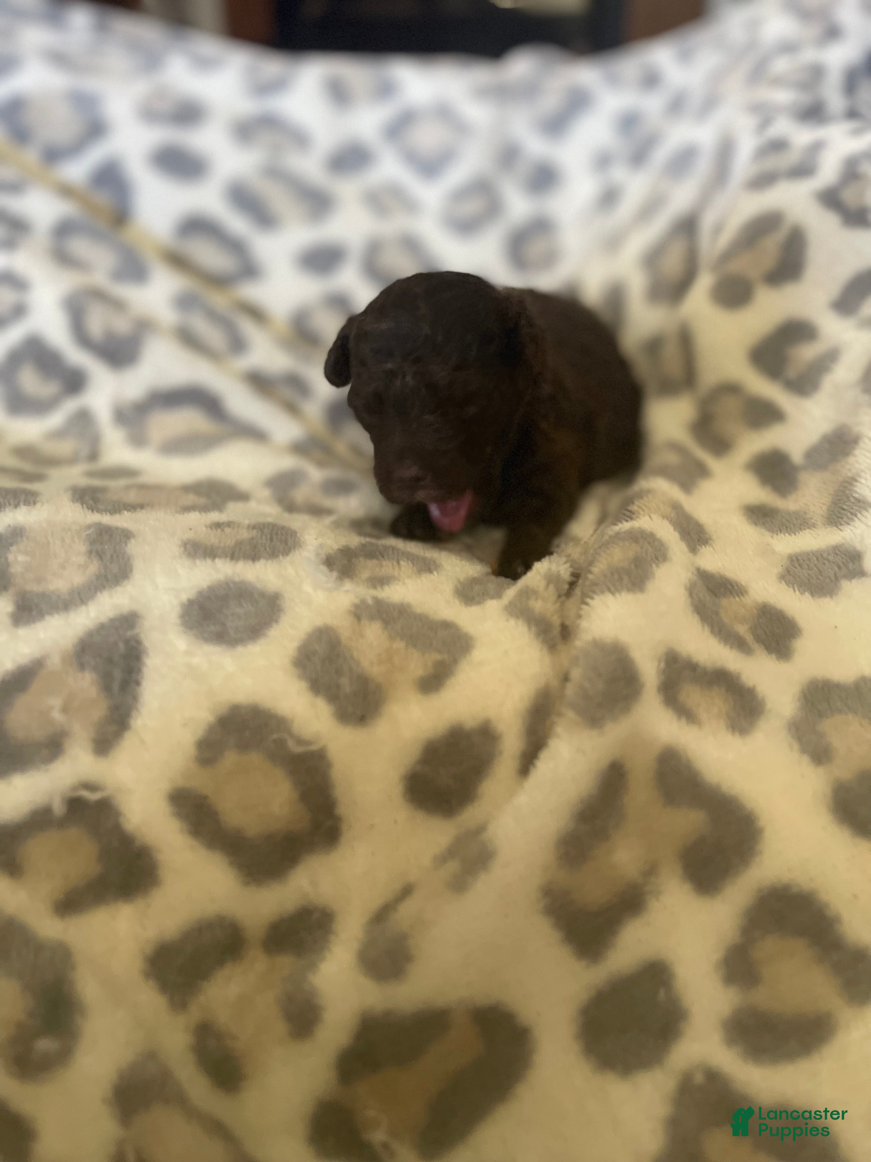 Miniature Poodle