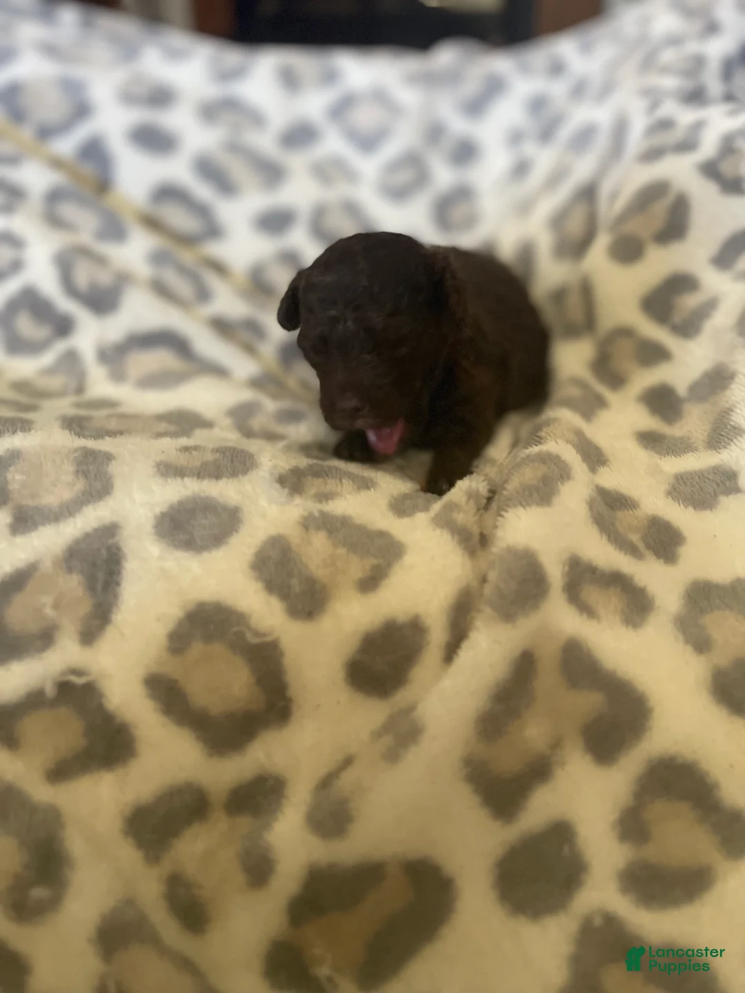 Miniature Poodle dogs for sale: Miniature Poodle 2 - Ad 1