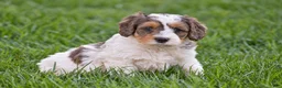 Mixed Breed dogs for sale: Sterling - Mini Bernedoodle - Ad 3