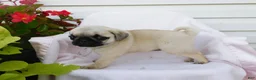 Pug dogs for sale: Anna - Ad 3