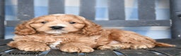 Cockapoo dogs for sale: Roger - Ad 1