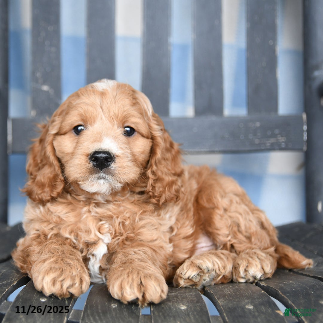 Cockapoo dogs for sale: Roger - Ad 1