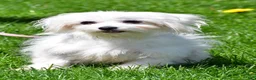 Morkie dogs for sale: Jet - Ad 9