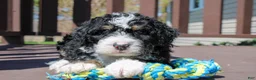 Mini Bernedoodle dogs for sale: Parker - Ad 25