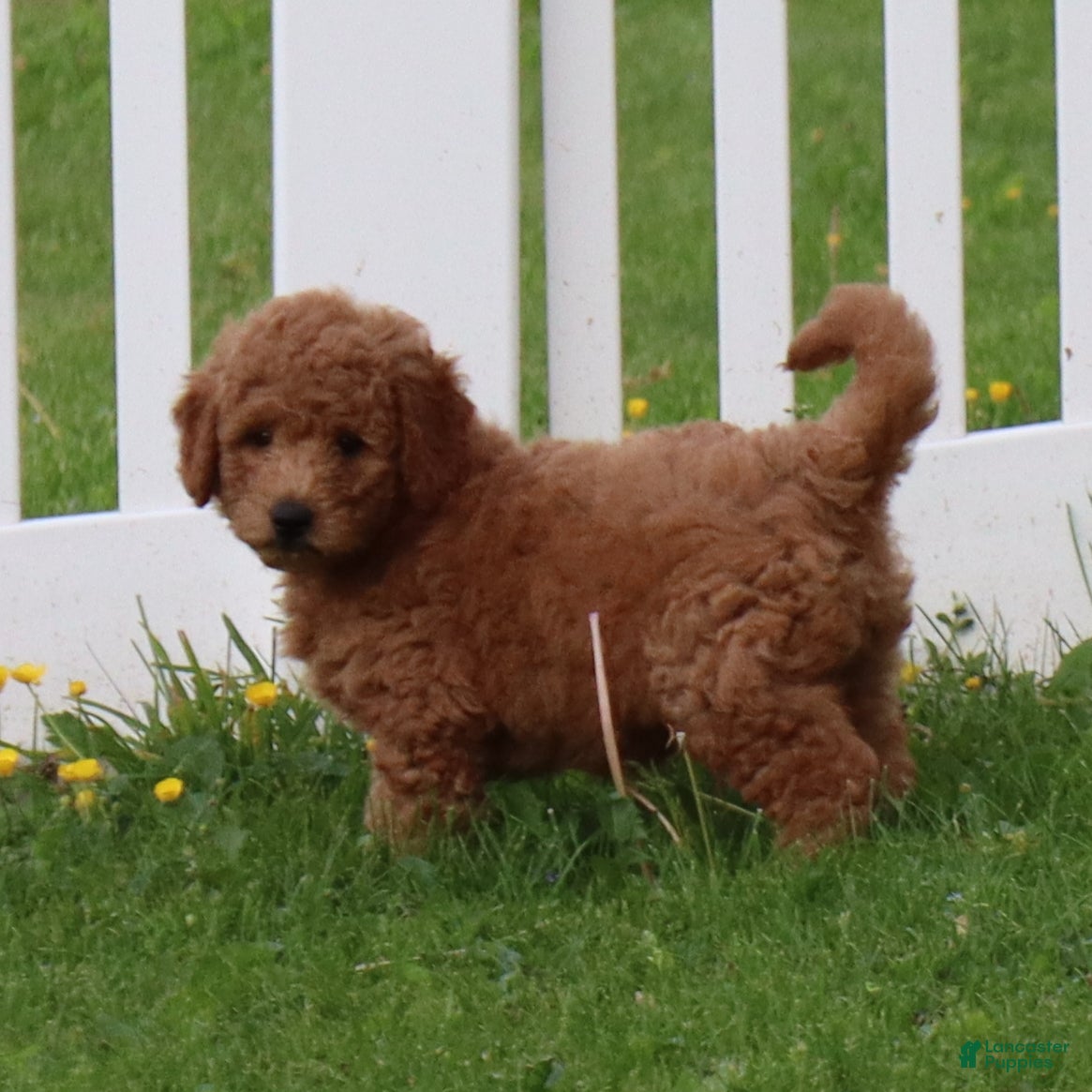 Mini Goldendoodle dogs Bobby - Ad 1