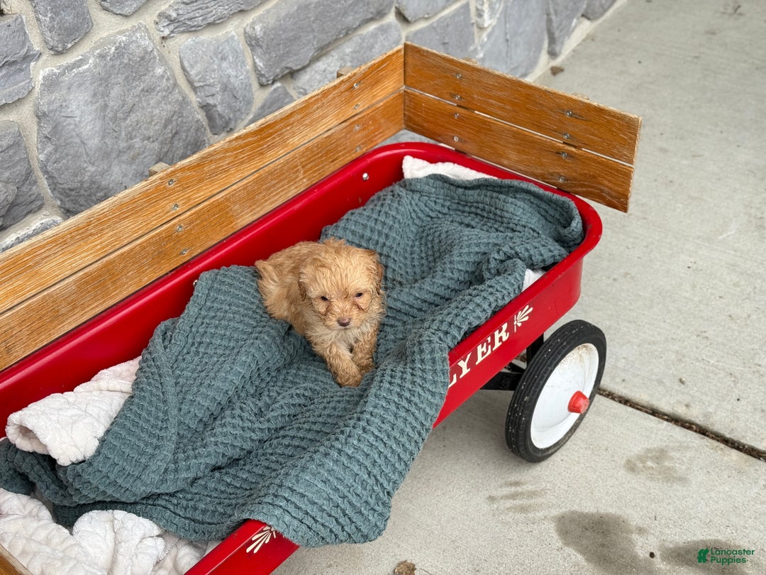 Cavapoo dogs for sale: Avalon - Ad 7