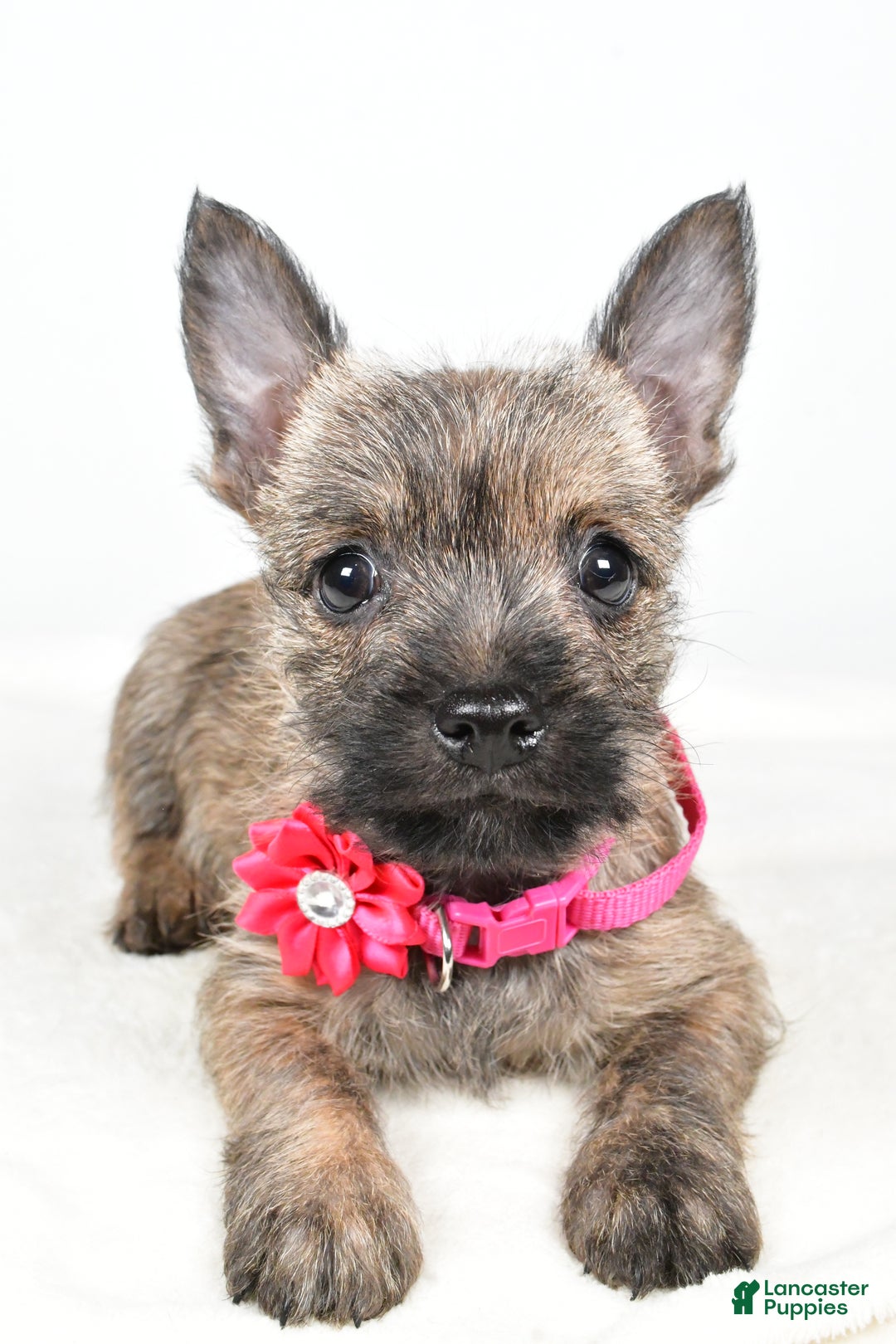 Cairn Terrier dogs for sale: Trixie - Ad 4