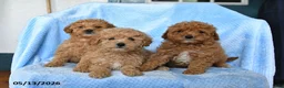 Miniature Poodle dogs for sale: Sunny  - Ad 3