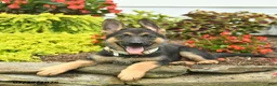 German Shepherd dogs for sale: Princess   - Ad 3
