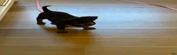 Chiweenie dogs for sale: Dora - Ad 4
