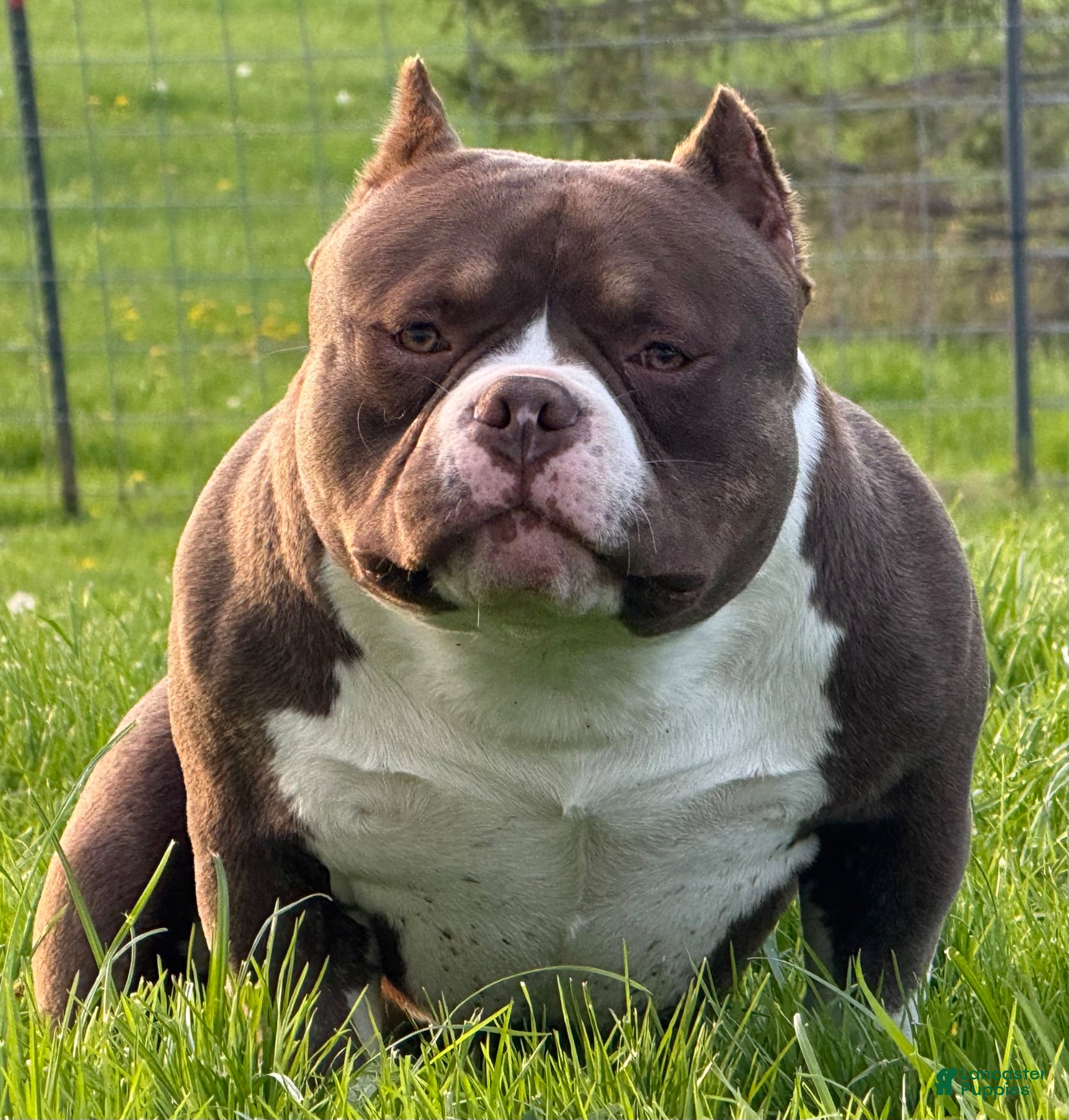 American Bully dogs Chocolate Po - Ad 1