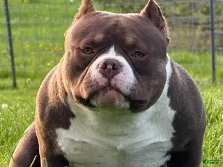 American Bully dogs for sale: Chocolate Po - Ad 2