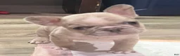 French Bulldog dogs for sale: Circles - Ad 2
