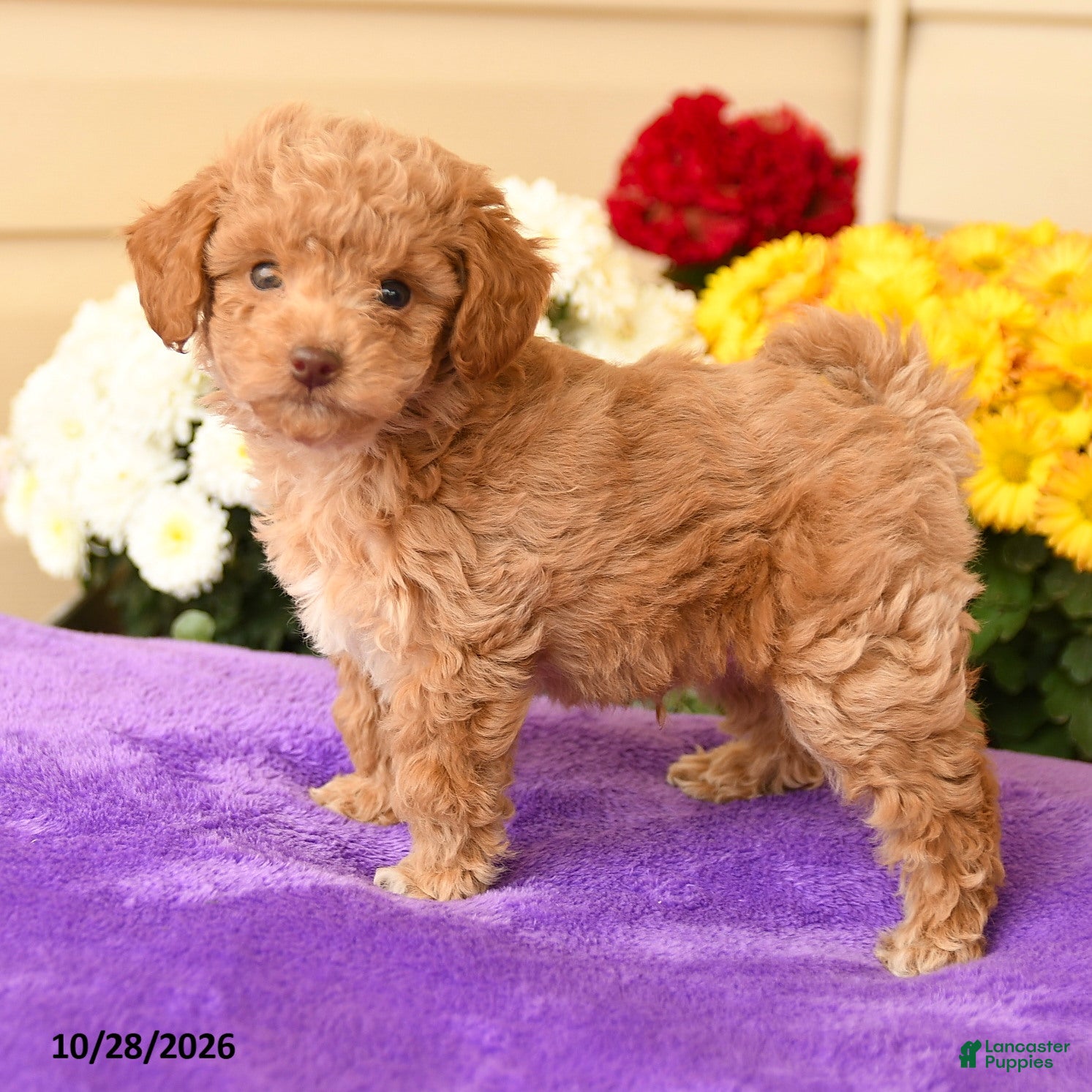 Toy Poodle dogs for sale: Sesame - Ad 1
