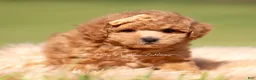 Maltipoo dogs for sale: WInston F1B - Ad 4