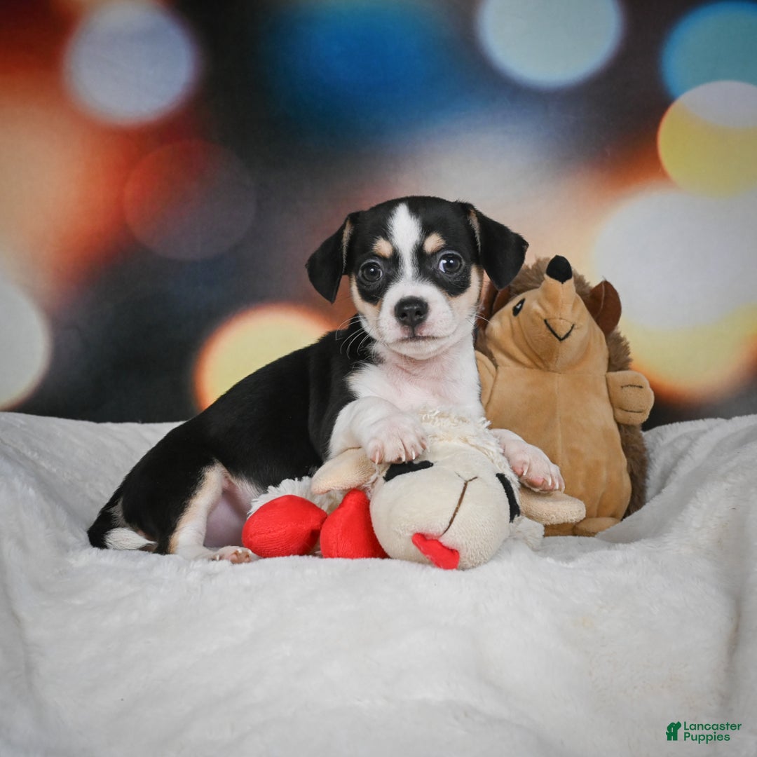 Chihuahua dogs for sale: Glen - Ad 7