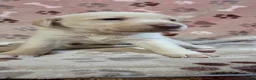 Labrador Retriever dogs for sale: Sammy - Ad 4