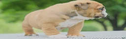English Bulldog dogs for sale: Mack  - Ad 3