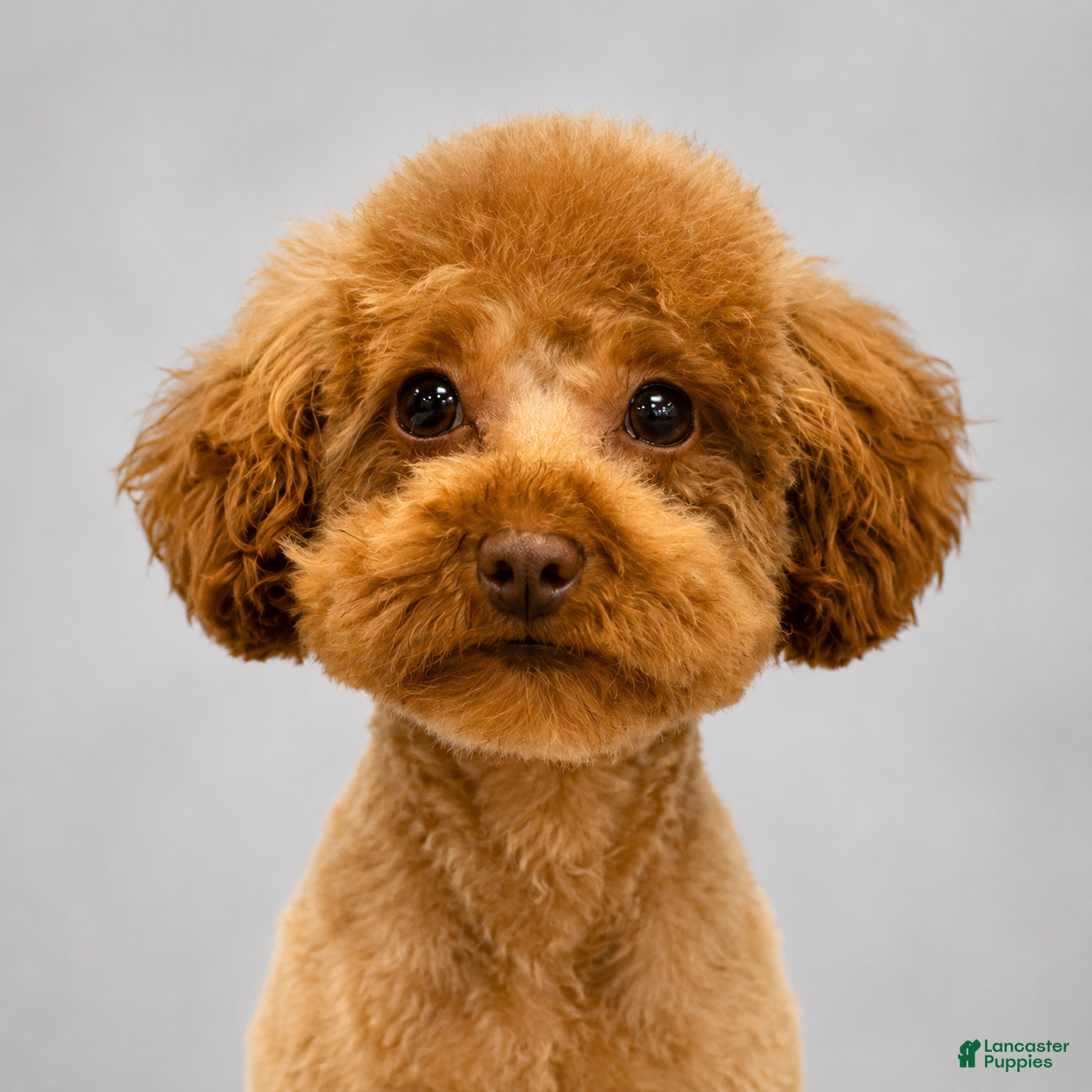 Toy Poodle dogs Benji - ACA Toy Poodle Male / Loving Companion - Ad 1