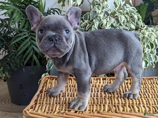 French Bulldog dogs Snickers - Ad 16