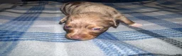 Chihuahua dogs for sale: Chihuahua 5 ready to go tomorrow  - Ad 2