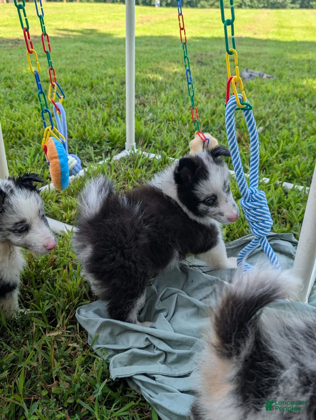 Shetland Sheepdog dogs for sale: Tucker - Ad 2