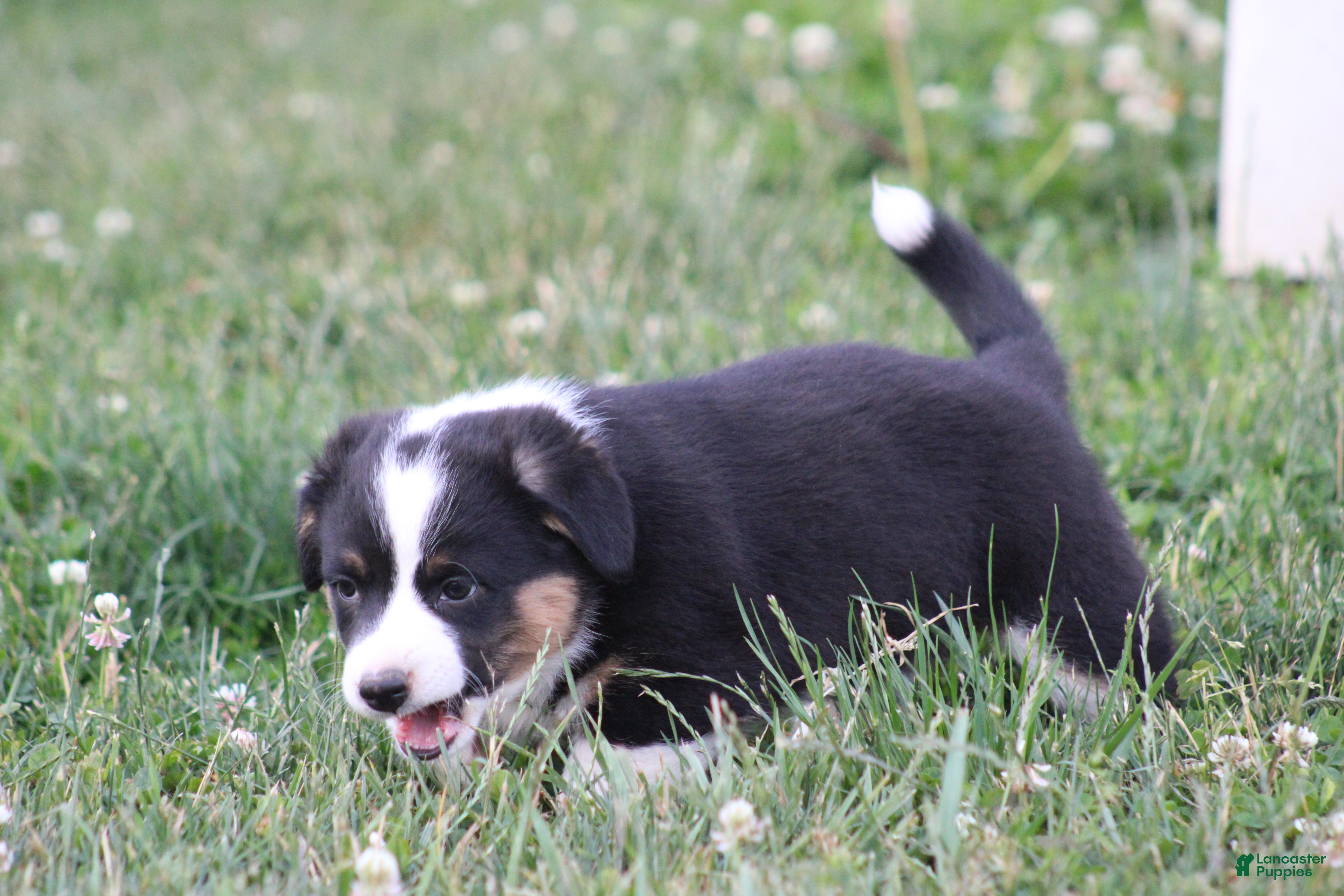 Mixed Breed dogs Sadie💗🐾 - Ad 2