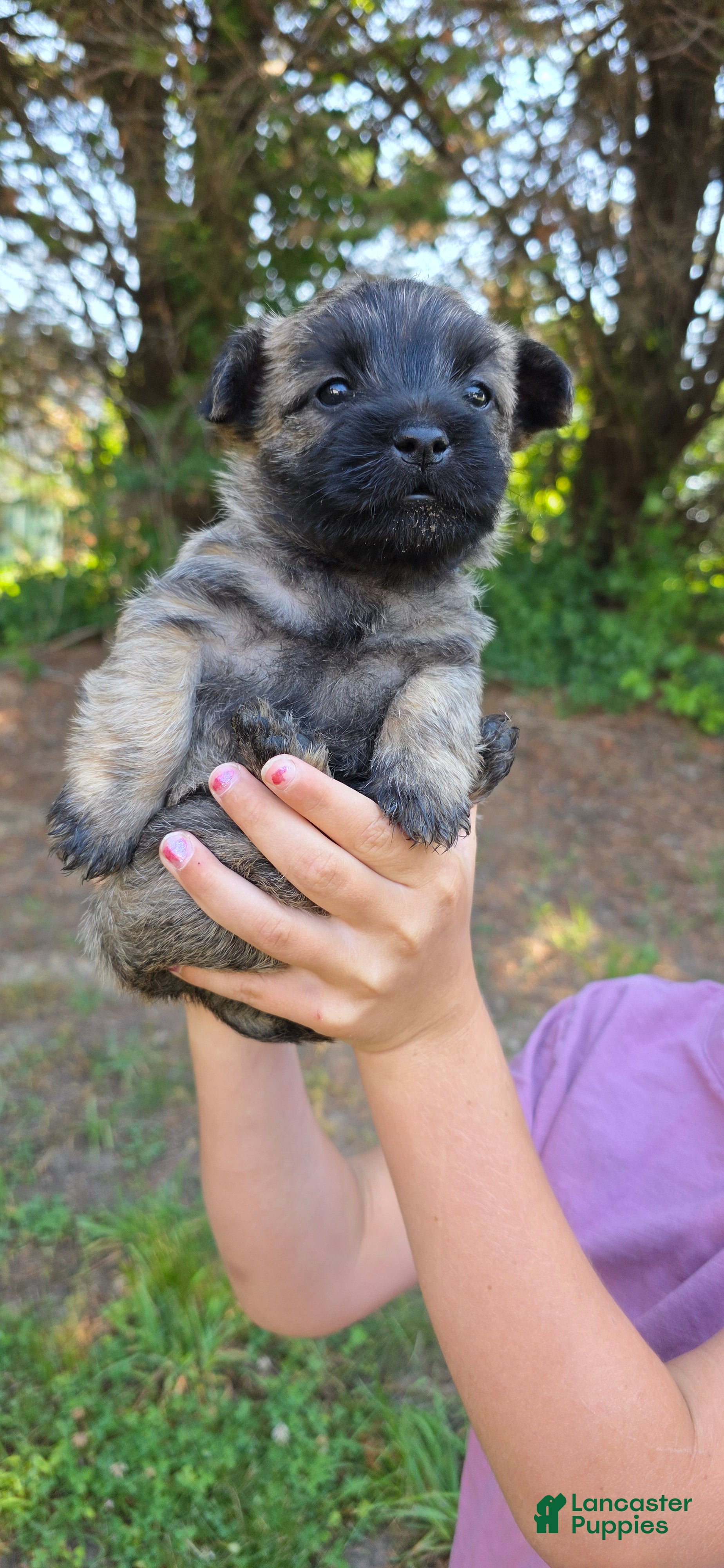 Cairn Terrier dogs Dark Sky  - Ad 2