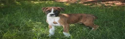 Boxer dogs for sale: Annie - Ad 4