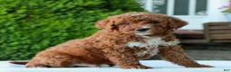 Mini Goldendoodle dogs for sale: Mitchell  - Ad 3