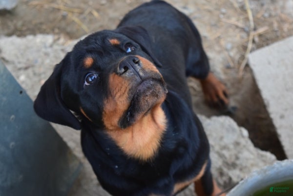 Rottweiler dogs Girl 1 - Ad 2