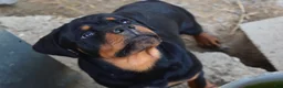 Rottweiler dogs for sale: Girl 1 - Ad 2