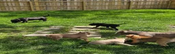 American Bully dogs for sale: Pixie - Ad 23