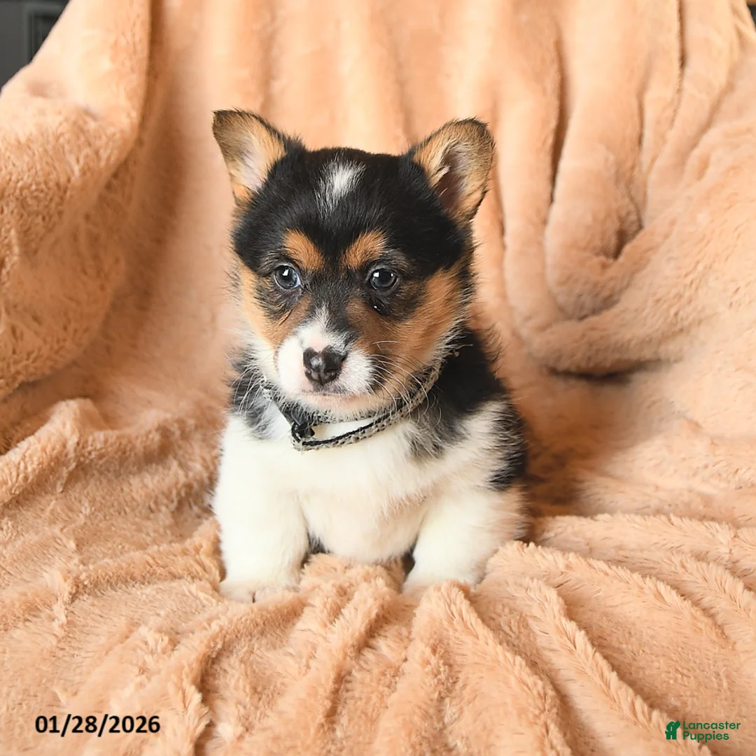 Welsh Corgi Pembroke dogs for sale: Dakota - Ad 4