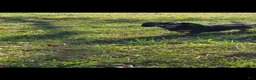 Miniature Dachshund dogs for sale: Charlie - Ad 3