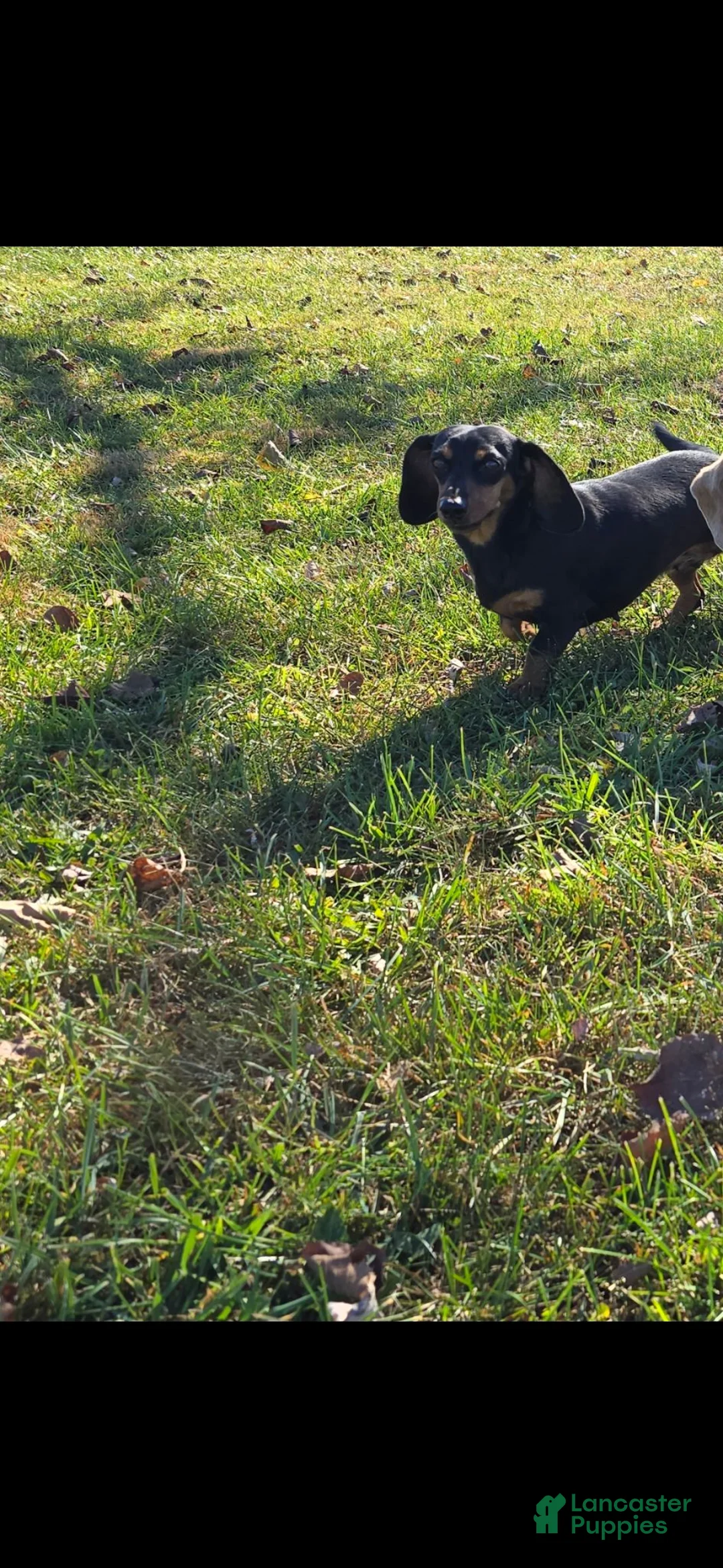 Miniature Dachshund dogs for sale: Charlie - Ad 3